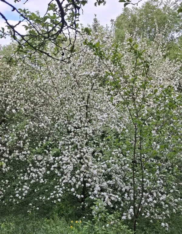Casă/Vilă 3 camere • Poiana Sibiului