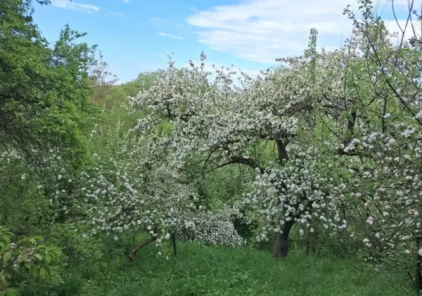 Casă/Vilă 3 camere • Poiana Sibiului